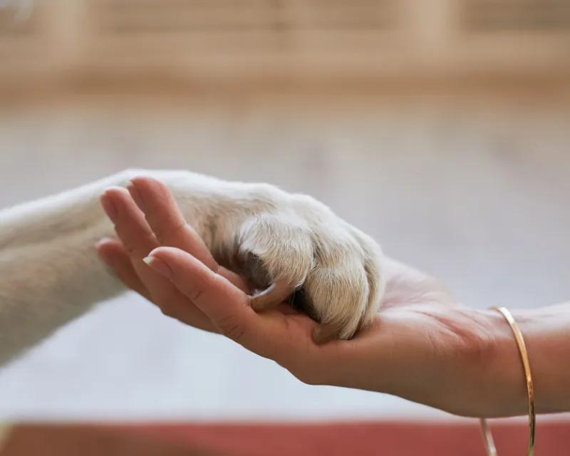 a ladies hand with a gold bangle holding the paw of a white dog showing pet loss grief